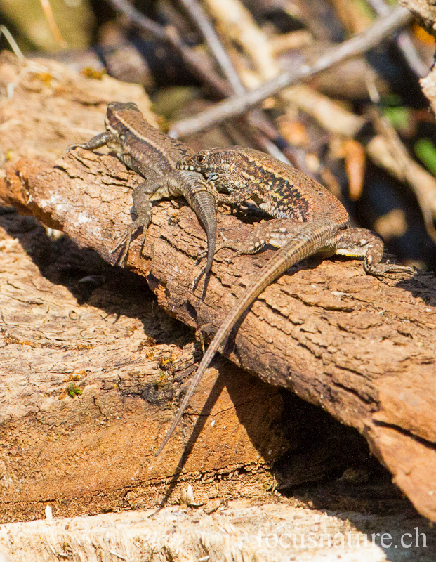 Lezard murailles 2365.jpg - Lézard des murailles  Podarcis muralis (Ermitage, Genève, Suisse, mars 2012) -  Prémices d'accouplement